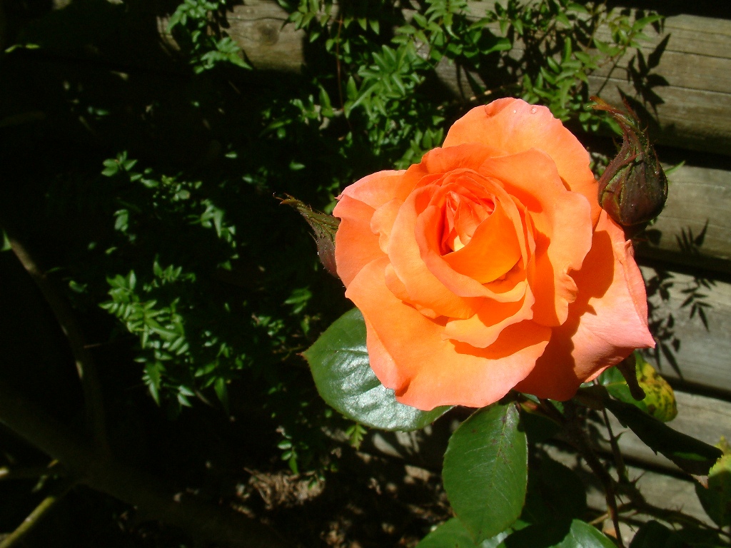 divine creation 4
