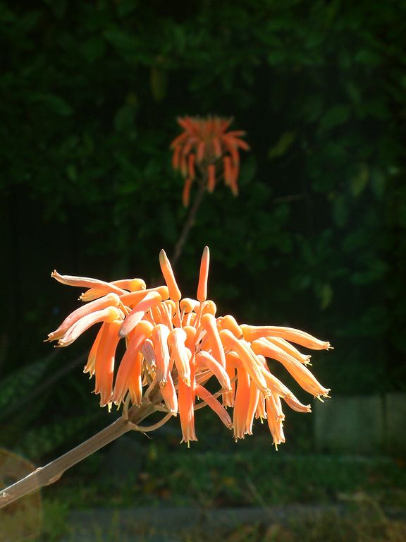 divine creation 8