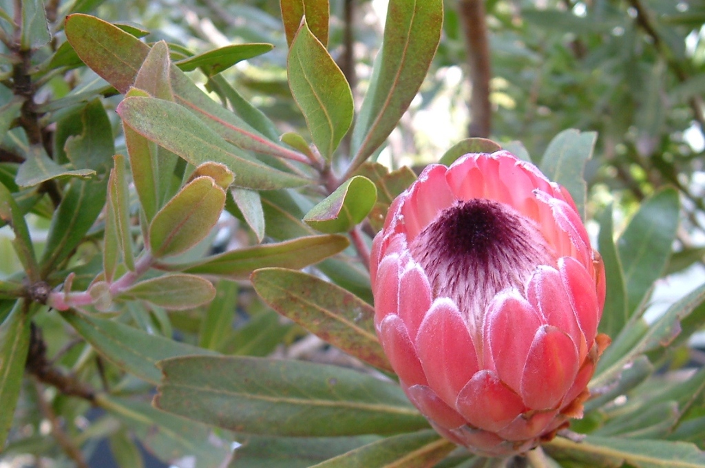 divine creation 9