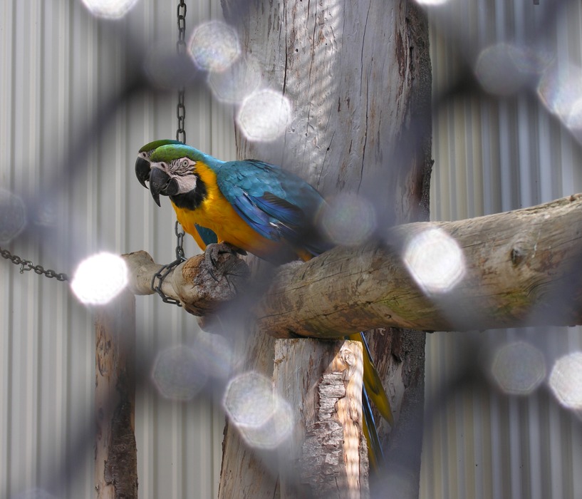 Dunedin Botanic Garden