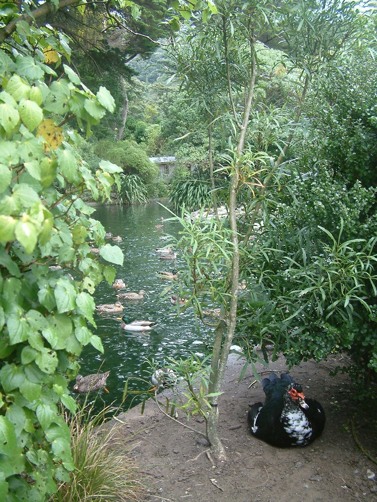 eastbourne ducks