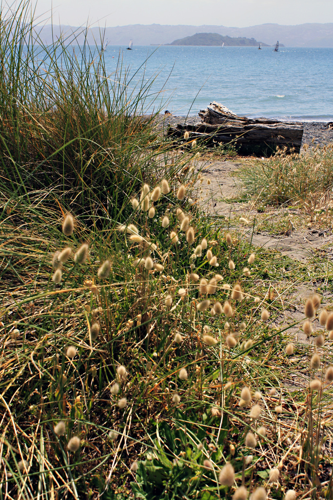 Eastbourne- grass