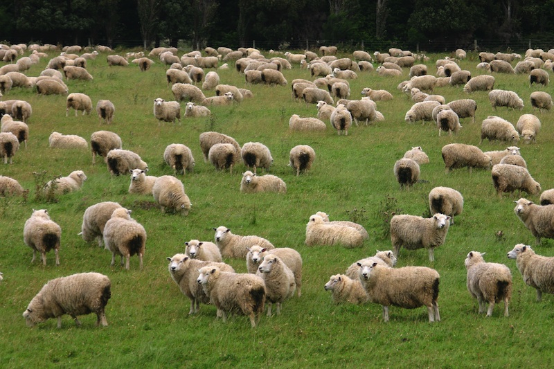 Flock of Sheep in a green meadow curiously looking at camera. South Island. New Zealand