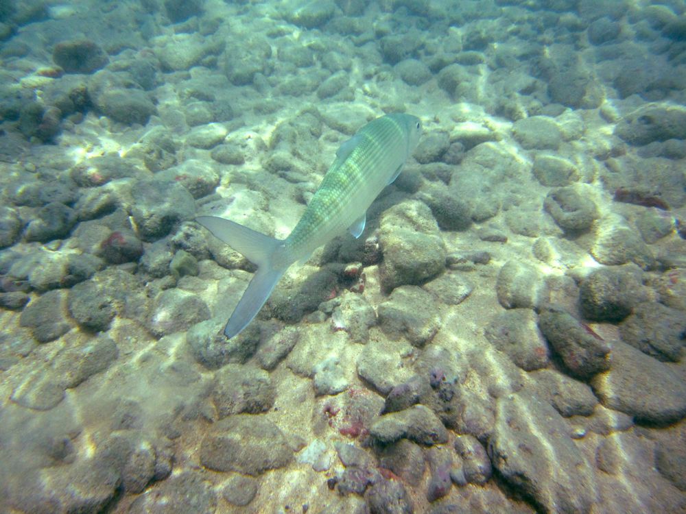 Hawaii.underwater