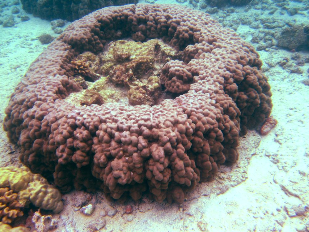 Hawaii.underwater