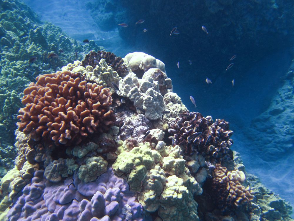 Hawaii.underwater