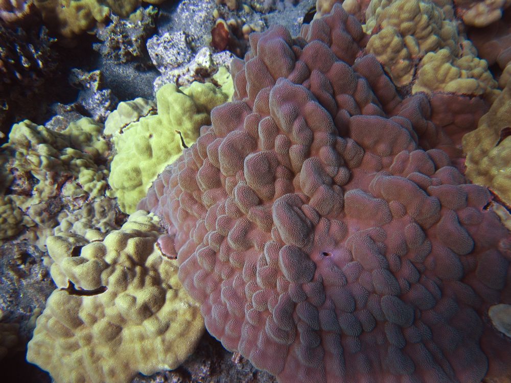 Hawaii.underwater