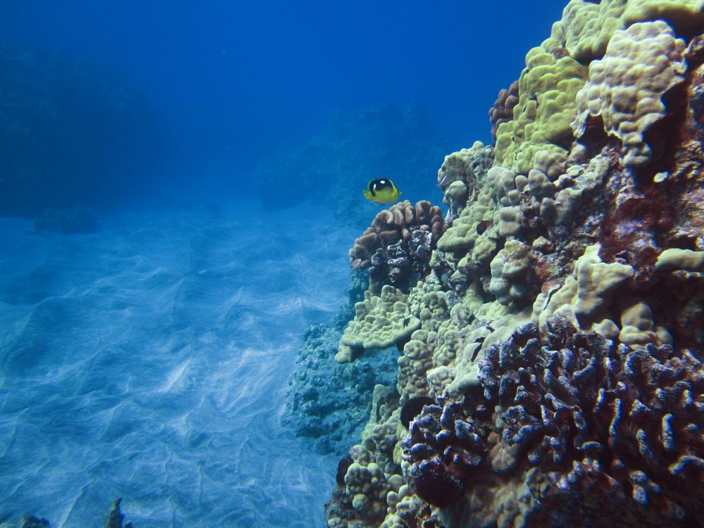 Hawaii.underwater