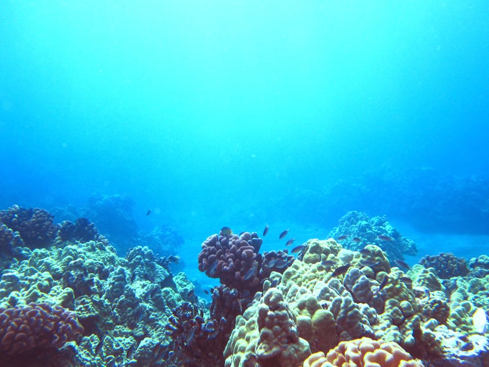 Hawaii.underwater