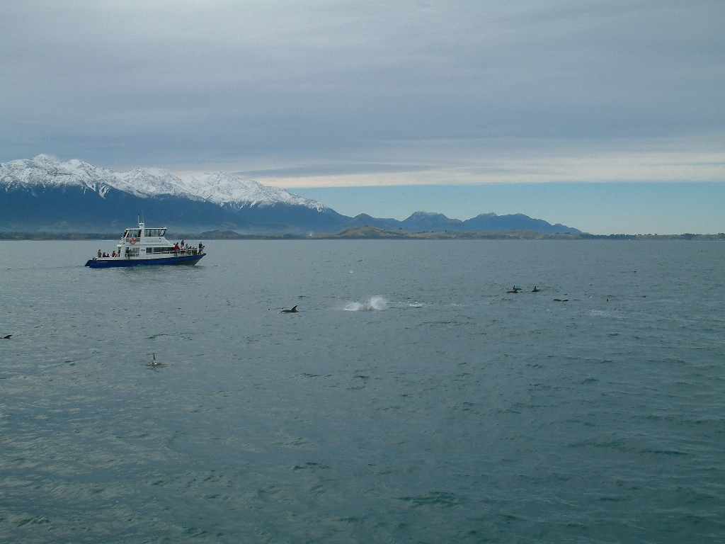 kaikoura dolphins