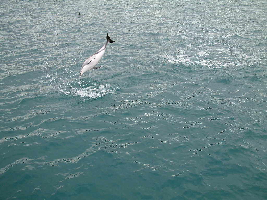 kaikoura hector dolphin