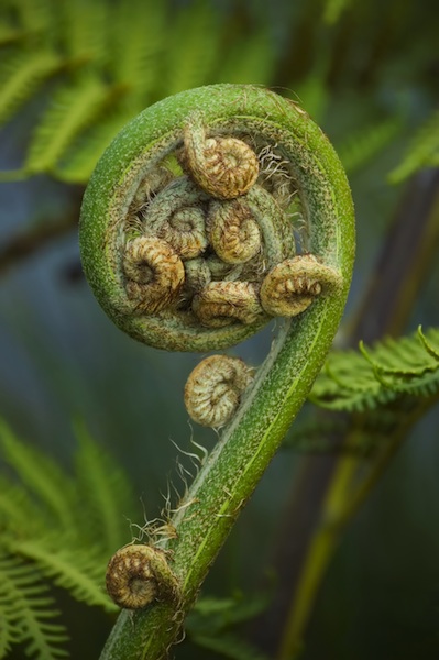 Koru - new leaf of New Zealand silver fern. Spring concept. Close-up