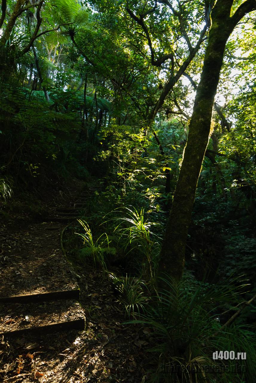 Le Roys Bush