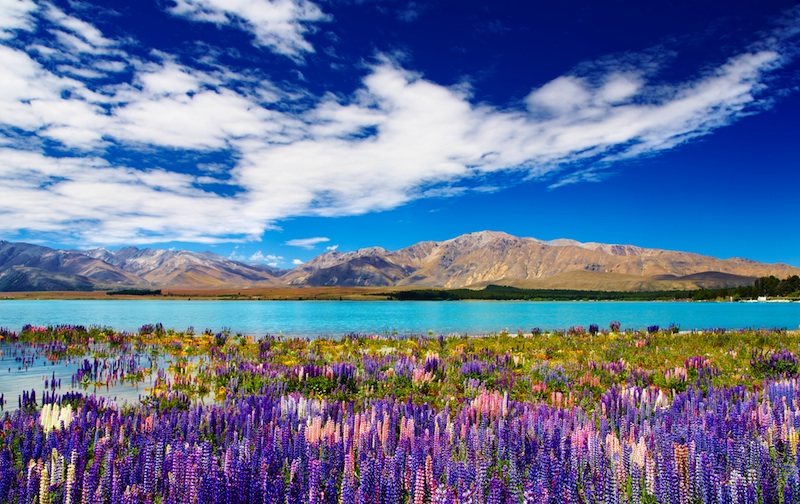 Mountain landscape with lake and flowers, New Zealand,Pichugin Dmitry  