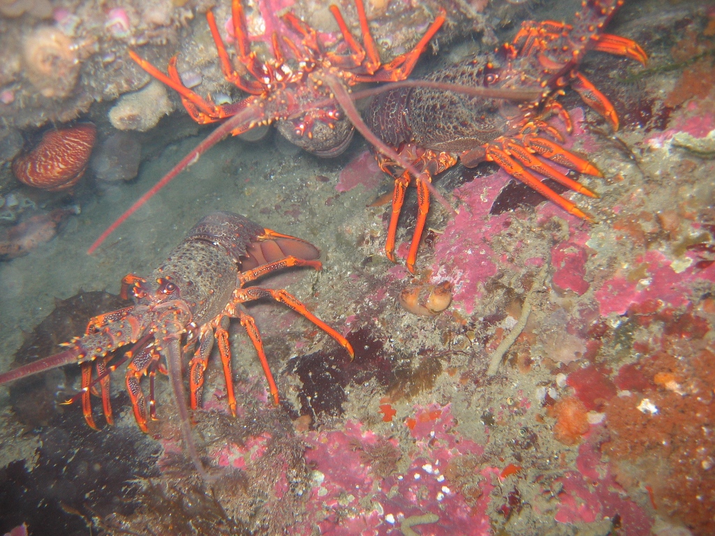nz crayfish