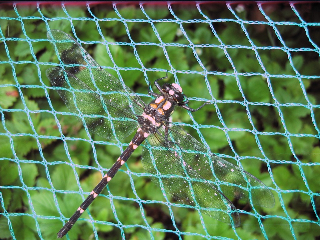 nz dragonfly 