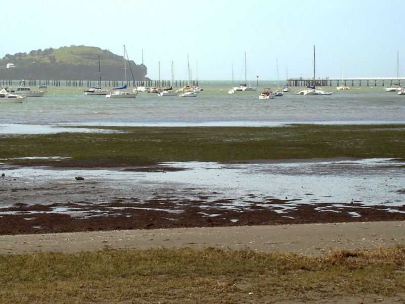Okahu bay
