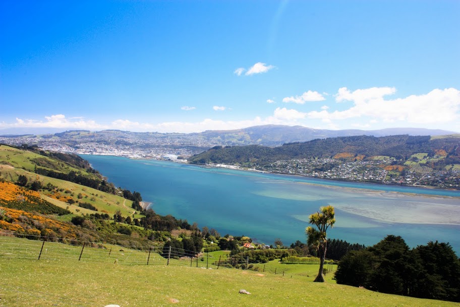 Otago bay