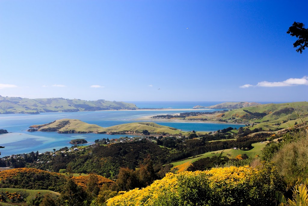 Otago bay