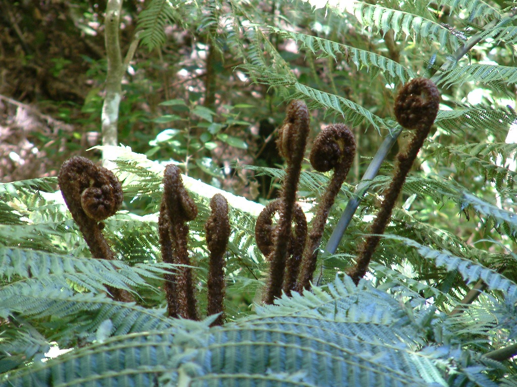 otari fern koru