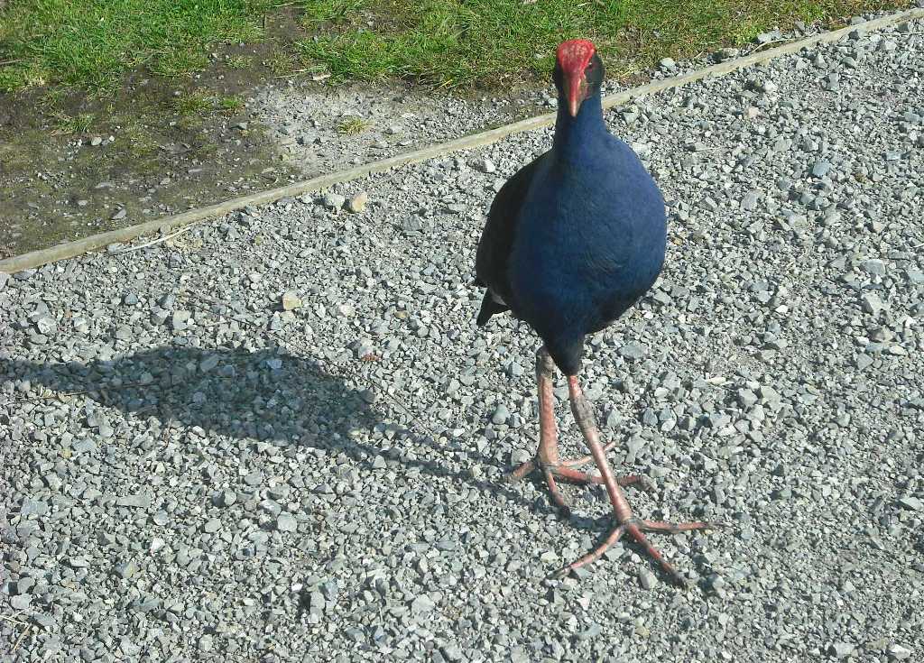 pukeko