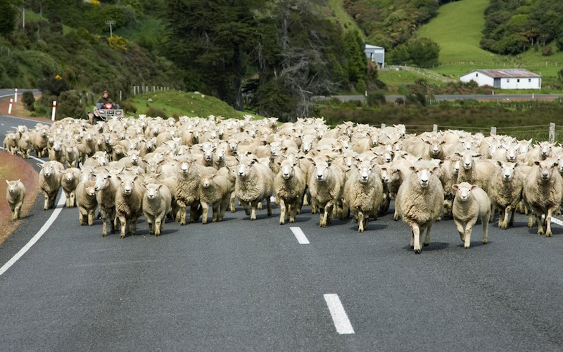 Sheep on a road in New Zealand