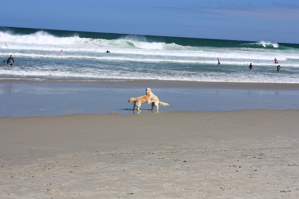 St. Clair beach, Dunedin