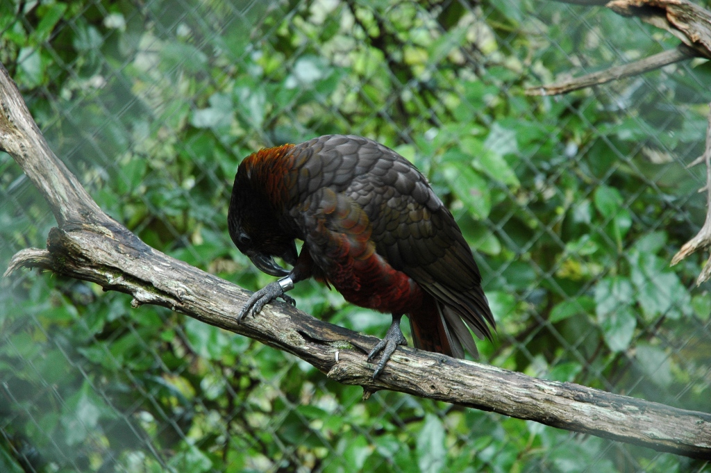 staglands habitants