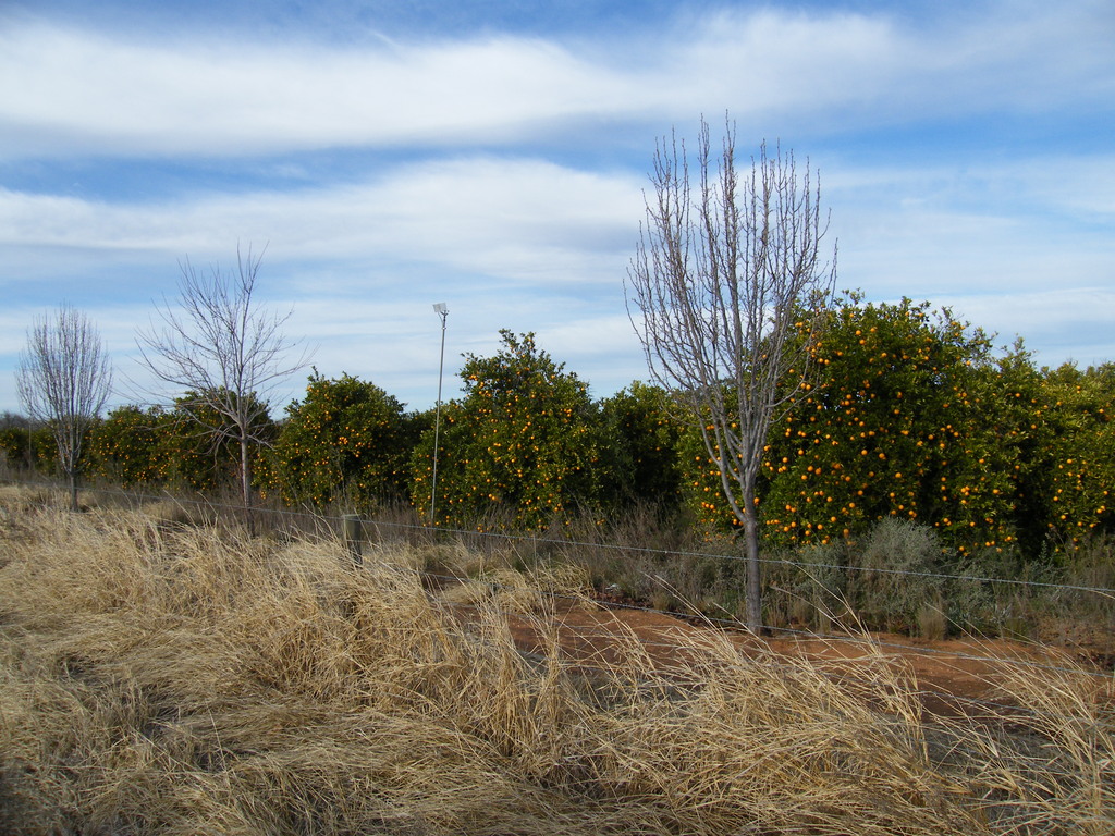 Sydney-Kalgoorlie