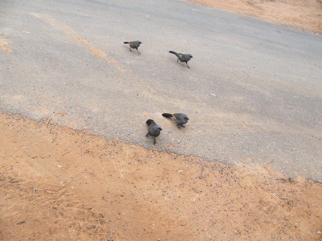 Sydney-Kalgoorlie