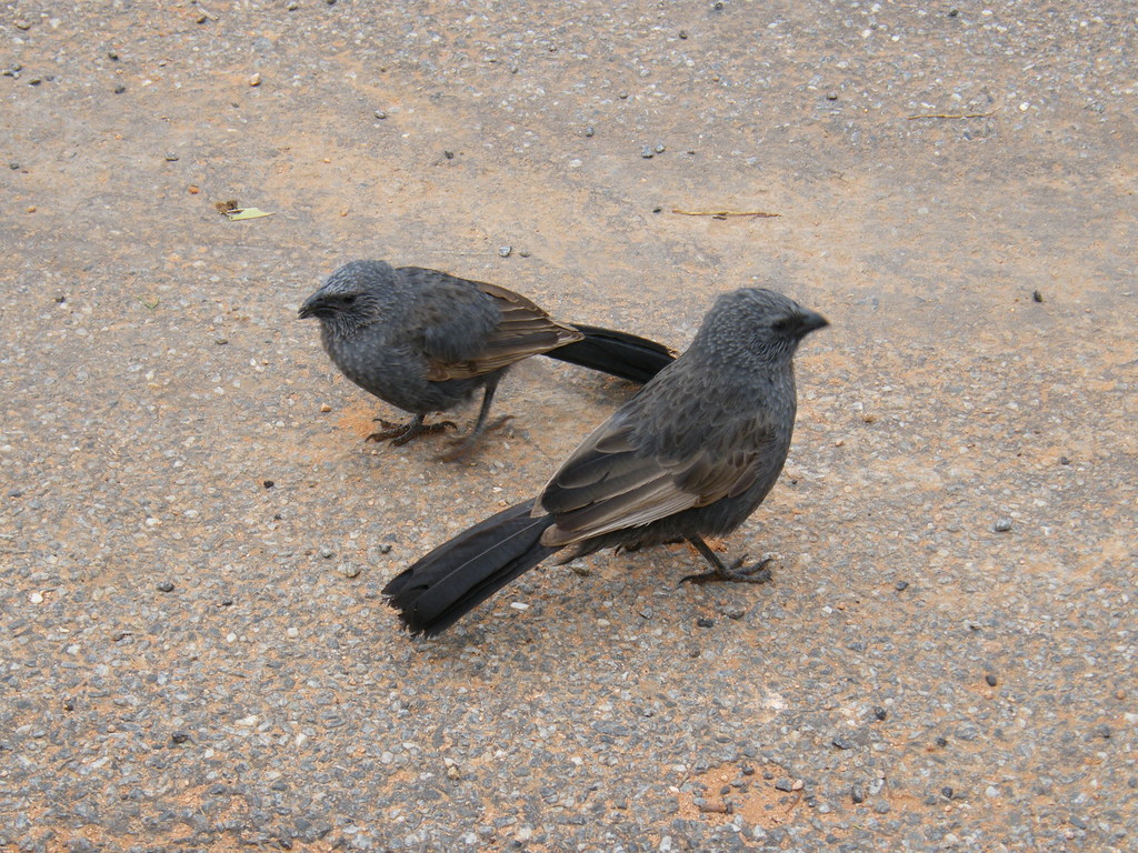 Sydney-Kalgoorlie