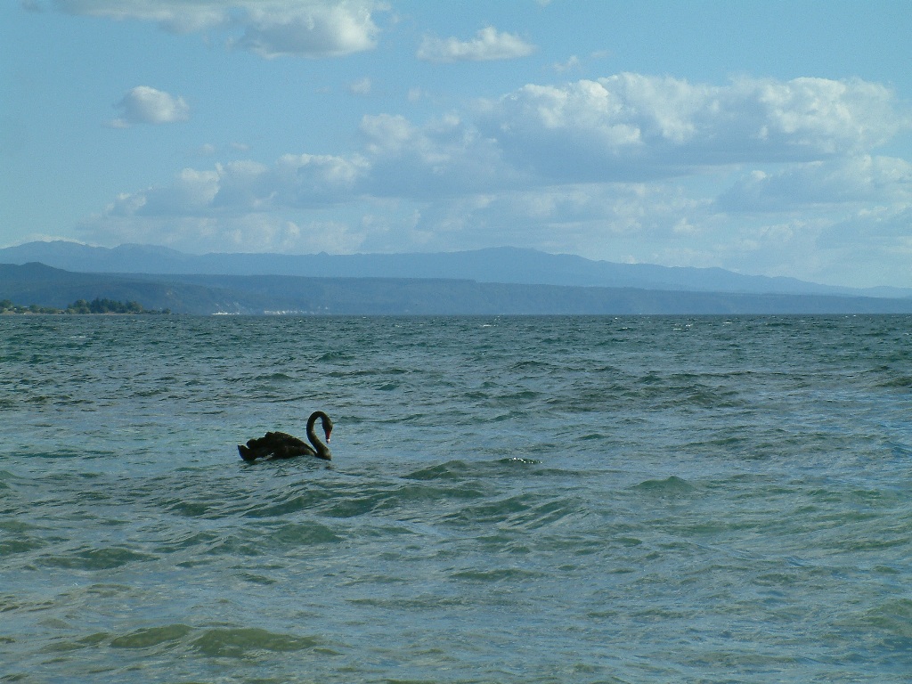 taupo swan