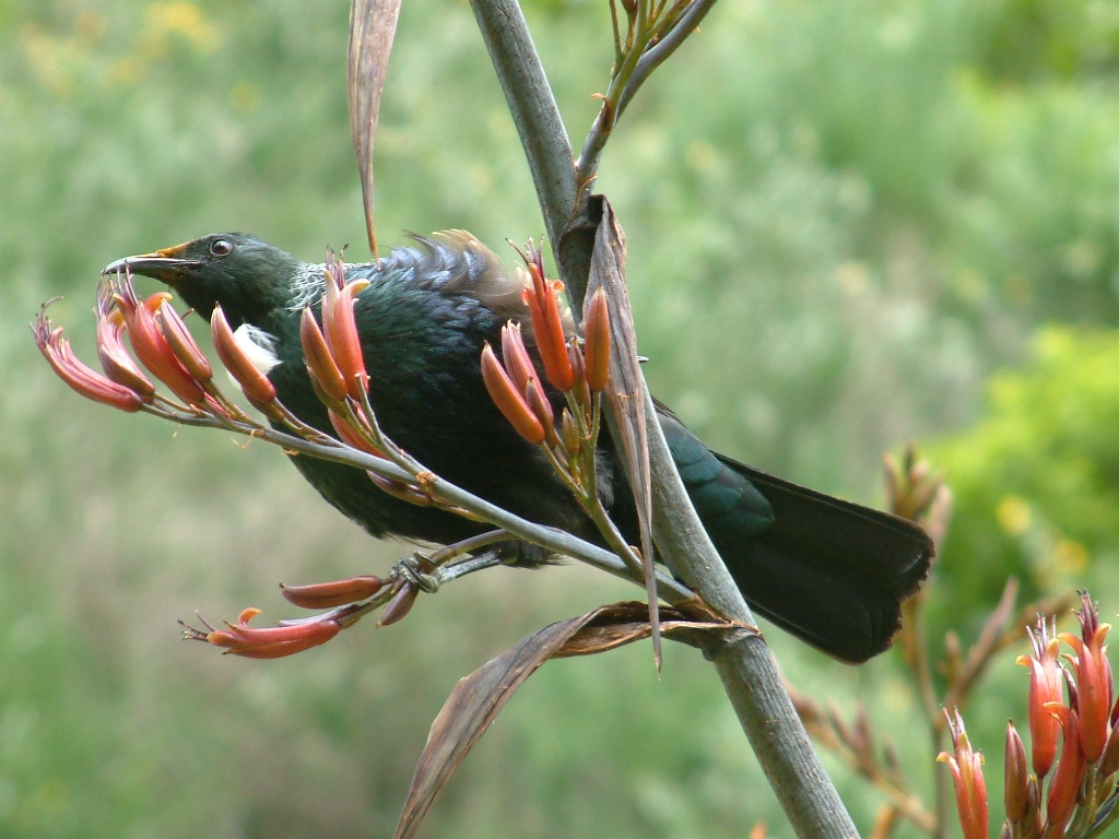 tui