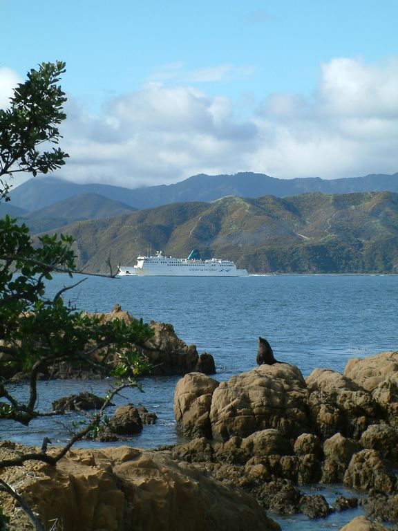 wellington harbour entry