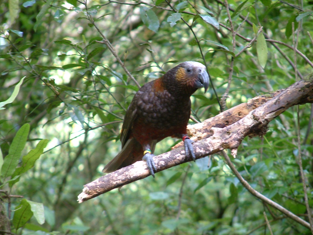wellington karori kaka
