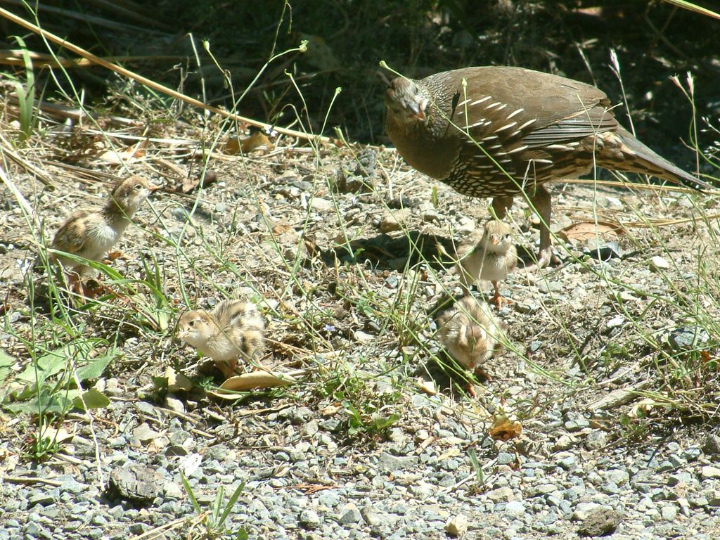 wellington karori quail