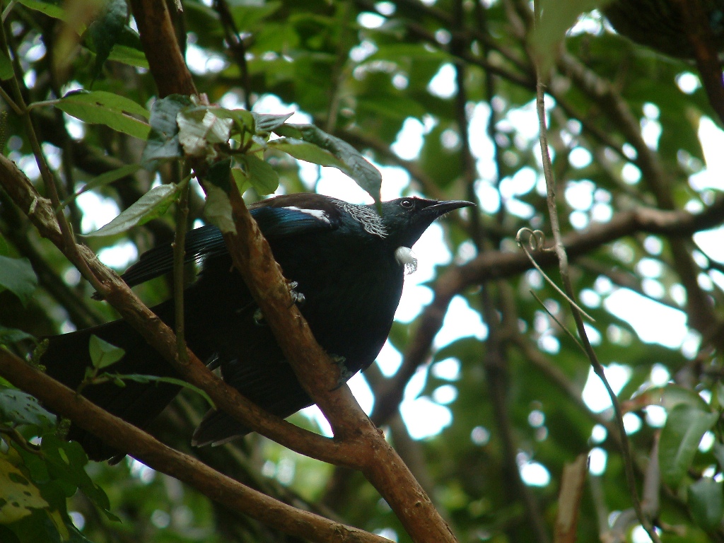 wellington karori wildlife tui