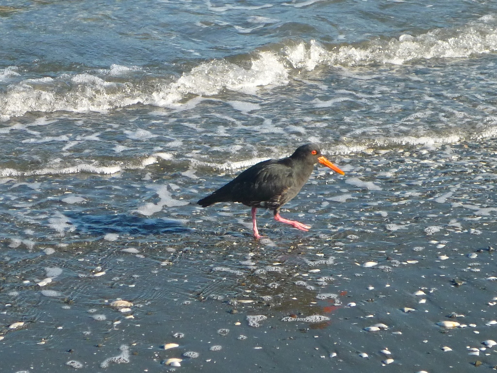 wellington petone oystercatcher