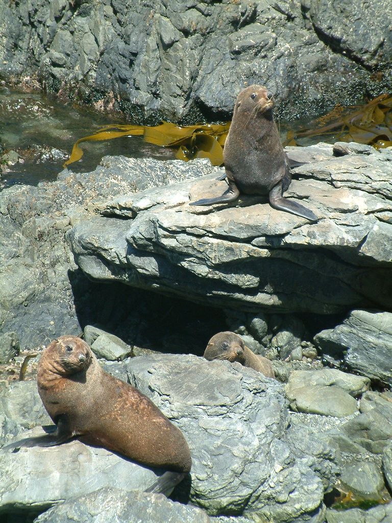 wellington red rocks seals