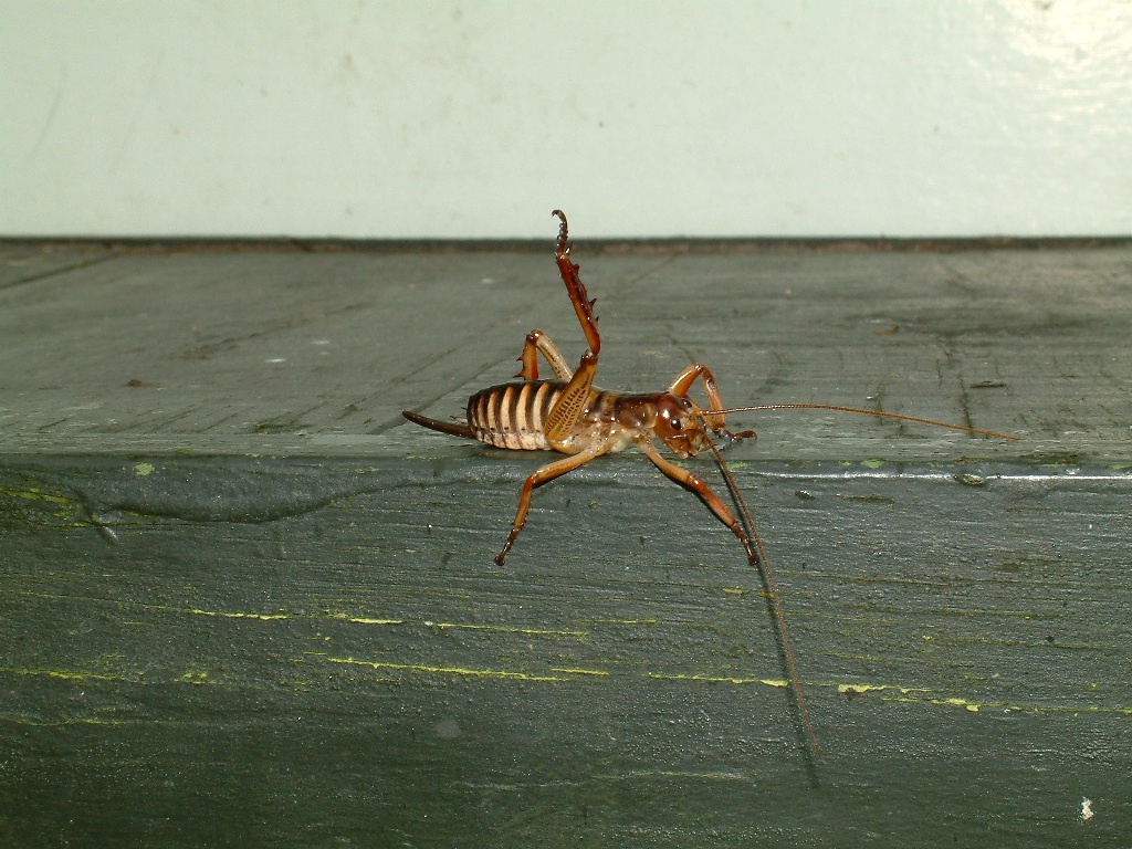 weta