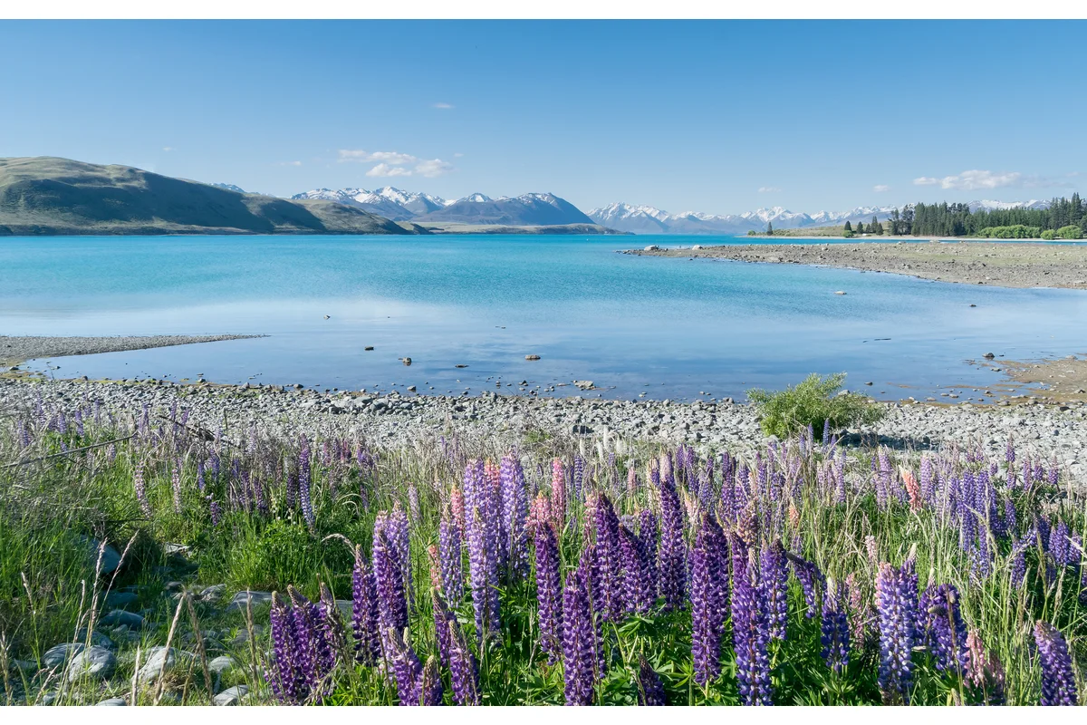 Lake Tekapo in Canterbury with lupins and mountain views