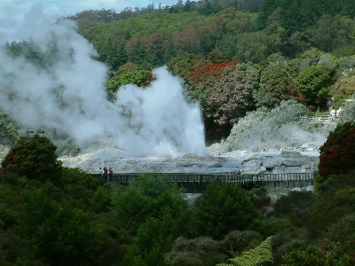 Te Puia Geyser In Rotorua