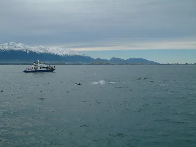 Kaikoura Dolphins