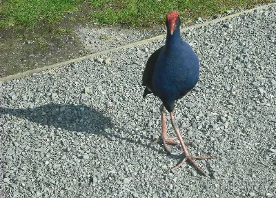 Pukeko