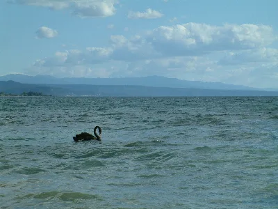 Taupo Swan