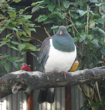 Kereru