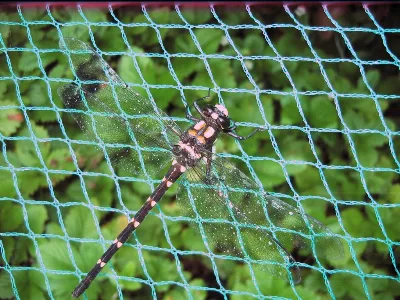 Nz Dragonfly 