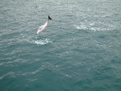Kaikoura Hector Dolphin