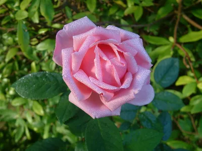 Divine Creation 1