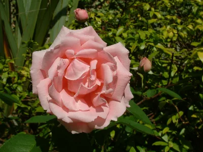 Divine Creation 2